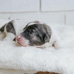 Lily - Merle female Labradoodle puppy in Bryantown, Maryland from Doodles on Duty