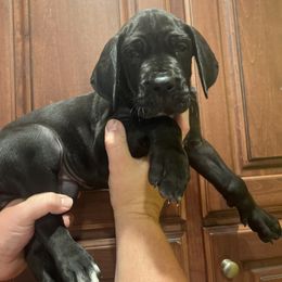 Black collar - Black female Great Dane puppy in Ider, Alabama from Sand Mountain Danes LLC