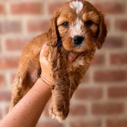 Fox - Red male Cavapoo puppy in Sacramento, California from Lipscomb Doodles