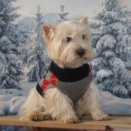 Mac - West Highland White Terrier
