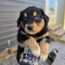 Seal - Black tri-color female Australian Shepherd puppy in London, Kentucky from Kenmont Kennels