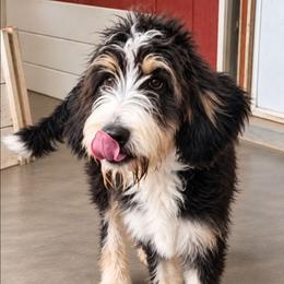 Sweet Pup's Caramel Sundae - Tri-color female Bernedoodle puppy in North Zulch, Texas from Sweet Pup Schnauzers