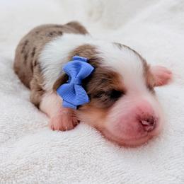 Cinnamon - Blue merle female Aussiedoodle puppy in Cartersville, Georgia from Simply Blessed Doodles