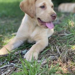 Labrador Retriever Puppies from Creekside Canines