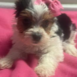 Blair - White and tan female Morkie puppy in Florence, Kentucky from 4paws4ever by Design
