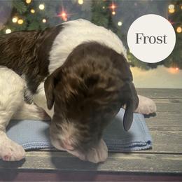 Frost - Parti male Goldendoodle puppy in Ellenburg Center, New York from Kristin's Puppies
