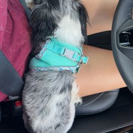 Bulldog, Bull Terrier, and Dachshund Puppies from Cloud Nine Ranch Bullies