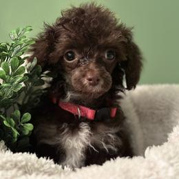 Poodle All Grown Up from Parti-Pawz