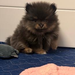 June Ellis - Blue and tan female Pomeranian puppy in Newport Beach, California from Exotic City Pomeranians and chihuahuas