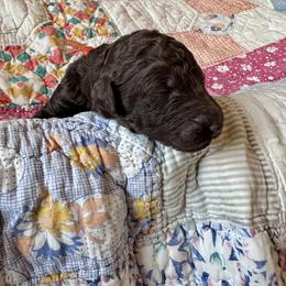 Boy 6 - male Poodle puppy in Mc Kinney, Texas from Kenney kennels