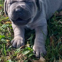 Cane Corso and French Bulldogs from Elite Kennels
