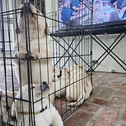 Labrador Retriever Puppies from Gabriel Ben-Yosef