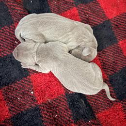 Great Dane puppies from Graham’s Danes N Littles