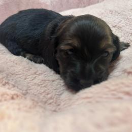 Kiri - Black and cream female Dachshund puppy in Proctor, Montana from Blue Star Dachshunds