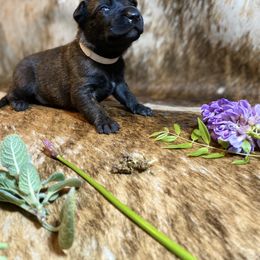 Belgian Malinois and Dutch Shepherd Puppies from Westberg Working Dogs