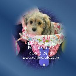 Toby M Morkie - male Morkie puppy in Silverhill, Alabama from Malteseuluv’s Tiny Treasurers
