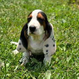 Boy 2 - Black white and brown male Basset Hound puppy in West Chester, Ohio from Bed-N-Bassets