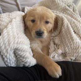 Cocker Spaniel, Goldendoodle, and Golden Retriever Puppies from MyKy Puppies