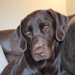 Harley - Labrador Retriever