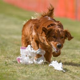 Bernese Mountain Dog and Golden Retriever All Grown Up from Langlois Goldens & Berners
