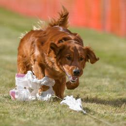 Bernese Mountain Dog and Golden Retriever All Grown Up from Langlois Goldens & Berners