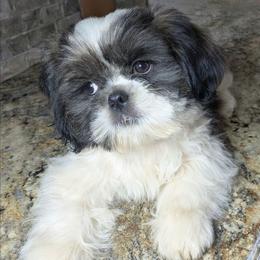 Buddy - Black gold and white male Shih Tzu puppy in Clyde, North Carolina from Shawgo Pups