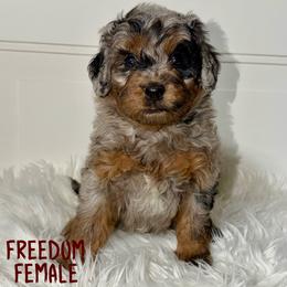 Freedom - Merle female Bernedoodle puppy in Beecher, Illinois from Erica’s Doodles
