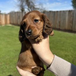 Sadie - Red female Dachshund puppy in Modesto, California from Raws Doxies