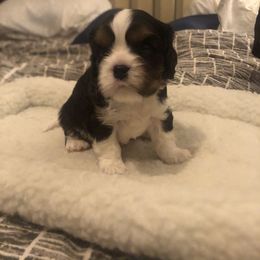 Chip - Tri-color Cavalier King Charles Spaniel puppy in Belding, Michigan from Miller Cavs and Pyrs
