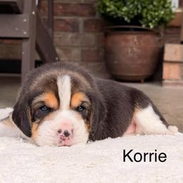 Korrie - Black tan and white female Beagle puppy in Mansfield, Missouri from Rippee Creek Kennel