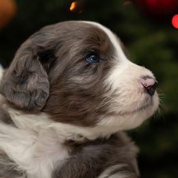 Comet - Blue merle male Aussiedoodle puppy in Lodi, California from KJ Doodles