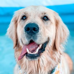 Frances - Golden Retriever