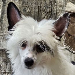Captain (B5) - White and black male Chinese Crested puppy in Little Rock, Arkansas from Fabulis Toys (Chinese Crested, Papillons, Chihuahuas)