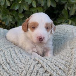 Benedict - Parti male Goldendoodle puppy in Barstow, California from Golden Desert Doodles