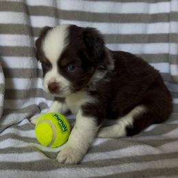 Boy 2 - Red tri male Miniature Australian Shepherd puppy in Lincoln, Nebraska from Husker Mini Aussies
