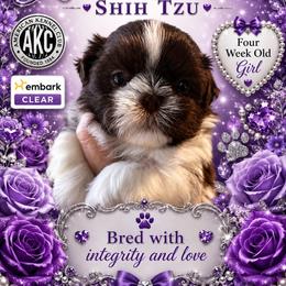 Girl 2 - Liver and white female Shih Tzu puppy in Dallas, Texas from Almost Heaven Shih Tzu
