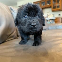 Boy 6 - Black male Newfoundland puppy in Saukville, Wisconsin from Crossroads Canines ~ Newfoundland Dogs