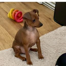 Stag Red boy Dewey - Stag red male Miniature Pinscher puppy in Granby, Connecticut from Cross Bay Labradors