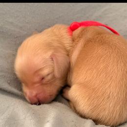 Spice red boy - Cream male Dachshund puppy in Cleburne, Texas from Powers English Springer Spaniels