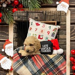 Goldendoodle Puppies from Chrissydoodles