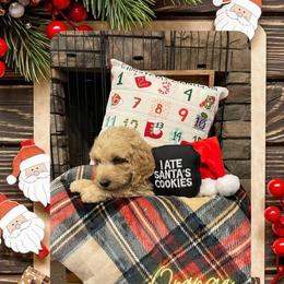 Goldendoodle Puppies from Chrissydoodles