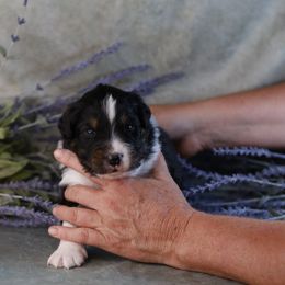 BTM1 - Red tri-color male Australian Shepherd puppy in Warm Springs, Georgia from Out West Aussies