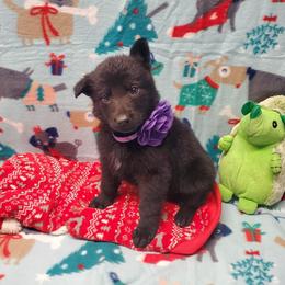 German Shepherd Puppies from Titanium Strong German Shepherds