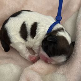 Boy5 - Red and white male Shih Tzu puppy in Covina, California from Shih_doodle_Co