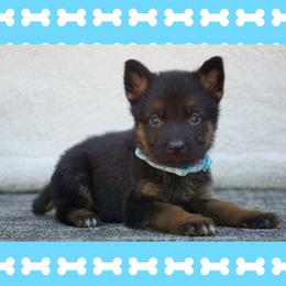 Nemo - Black and red male German Shepherd puppy in Muldrow, Oklahoma from Reizarf Kennels