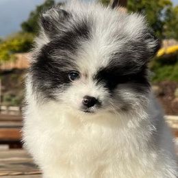Pomeranians from Bay Area Designer Poms