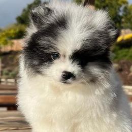 Pomeranians from Bay Area Designer Poms