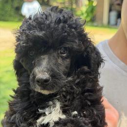 Tracker - Parti male Poodle puppy in Florence County, South Carolina from Modern Family Standards