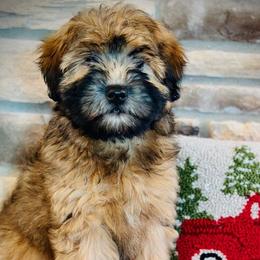 Poodle and Whoodle Puppies from Genesis Family Farm