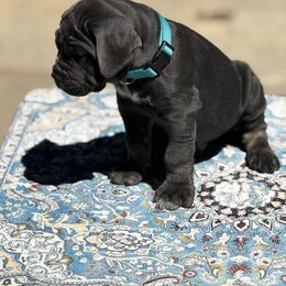 Aries - Gray brindle male Cane Corso puppy in Pollock Pines, California from Capitol City Cane Corso
